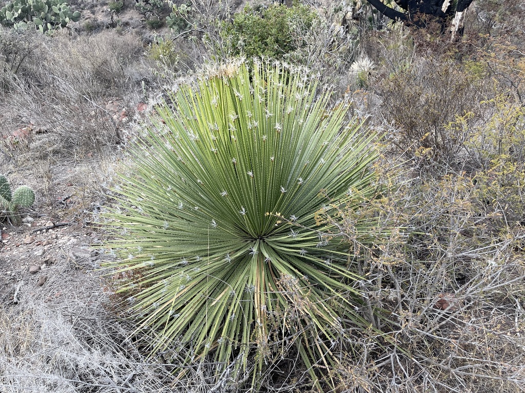 Great Desert Spoon