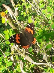 Vanessa vulcania