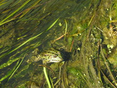 Pelophylax lessonae