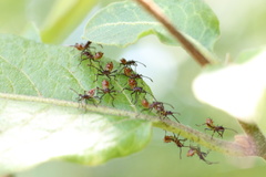 Leptoglossus chilensis