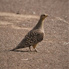 Pterocles namaqua