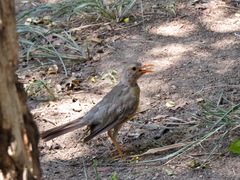 Turdus libonyana