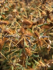 Xanthium spinosum