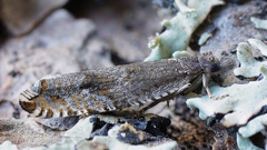 Ancylis unguicella