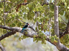 Halcyon senegalensis
