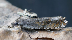 Ancylis unguicella