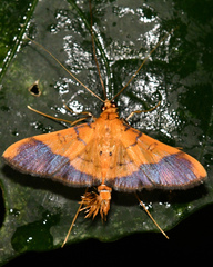 Desmia chryseis