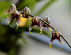 Masdevallia pachyura