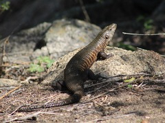 Matobosaurus validus