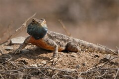 Agama aculeata aculeata