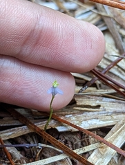 Burmannia biflora
