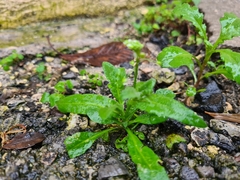 Capsella bursa-pastoris