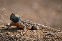 Agama aculeata aculeata