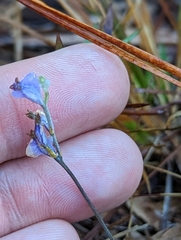 Burmannia biflora