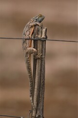 Agama aculeata aculeata