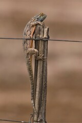 Agama aculeata aculeata