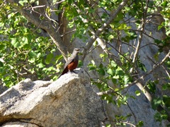 Thamnolaea cinnamomeiventris