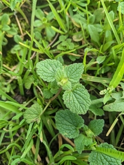 Lamium purpureum