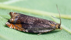 Ancylis upupana