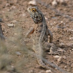 Agama aculeata aculeata