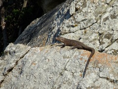 Matobosaurus validus