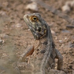 Agama aculeata aculeata