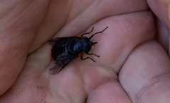 Osca lata