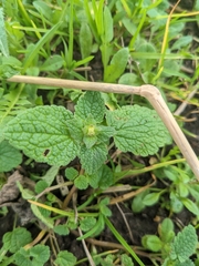 Lamium purpureum