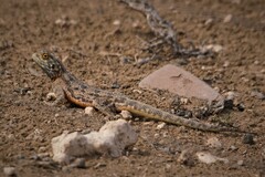 Agama aculeata aculeata