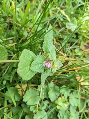 Lamium purpureum