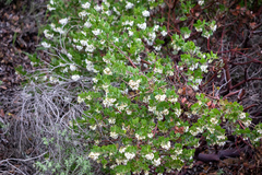 Arctostaphylos insularis