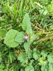 Lamium purpureum