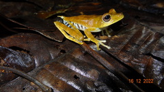 Boana calcarata