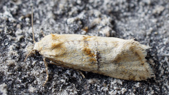 Cochylimorpha alternana