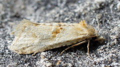 Cochylimorpha alternana