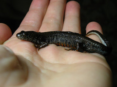 Triturus dobrogicus