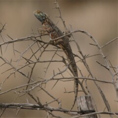 Agama aculeata aculeata