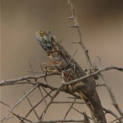 Agama aculeata aculeata