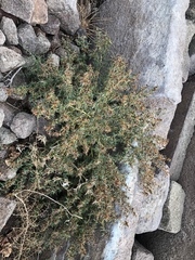 Xanthium spinosum
