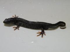 Triturus dobrogicus