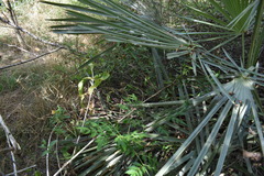 Trithrinax campestris