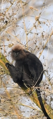 Semnopithecus johnii