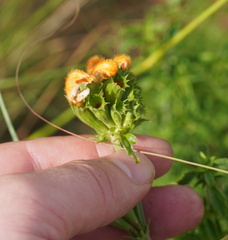 Leonotis ocymifolia