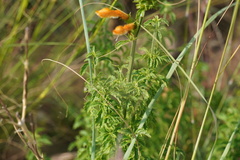 Leonotis ocymifolia
