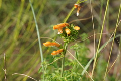 Leonotis ocymifolia