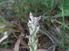 Anacamptis coriophora fragrans