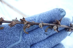 Orobanche cumana