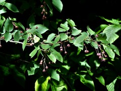 Amelanchier laevis