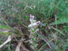 Anacamptis coriophora fragrans