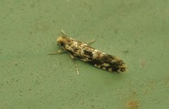 Nemapogon granella